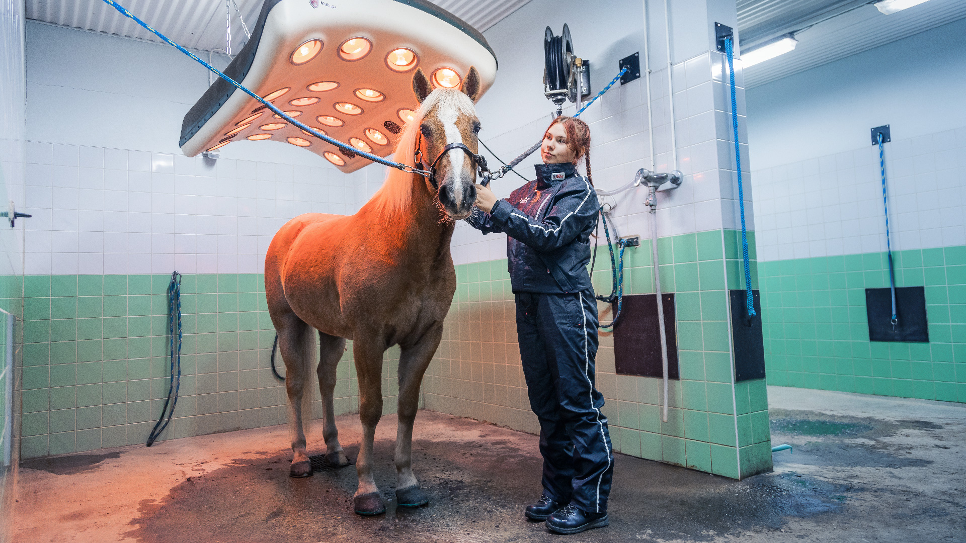 Hevostenhoitaja seisoo hevosen vieressä lämpöhoitolaitteen luona.