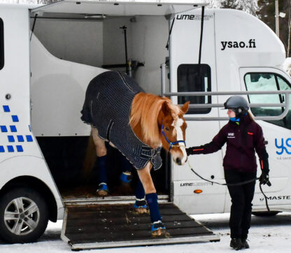 Henkilö ohjaa hevosta hevosten kuljetusautosta eläinkuljettajaluvan pätevyyskokeessa.