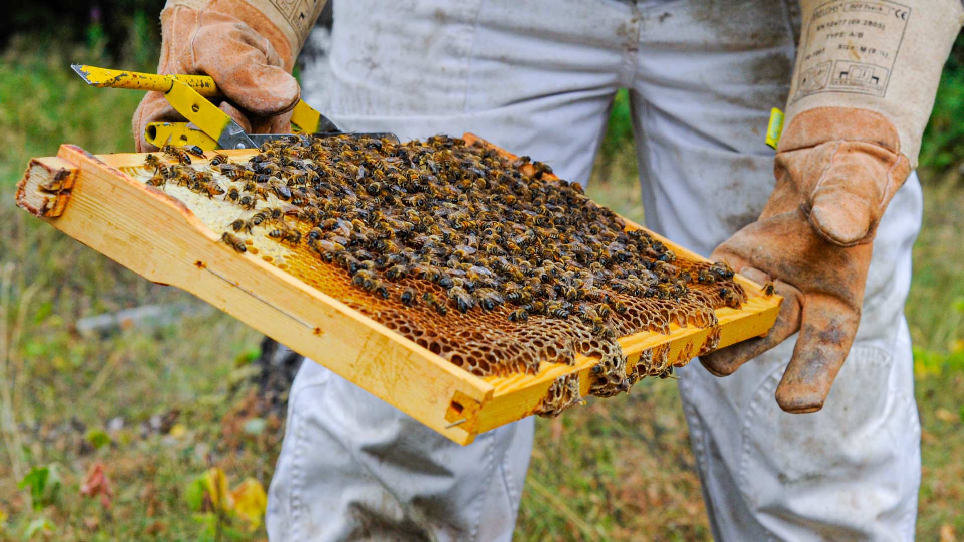 Mehiläistarhaajan kädessä mehiläiskenno.