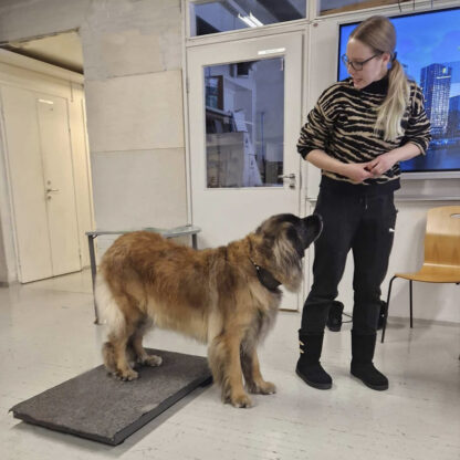 Eläintenkouluttaja kouluttaa koiraa.