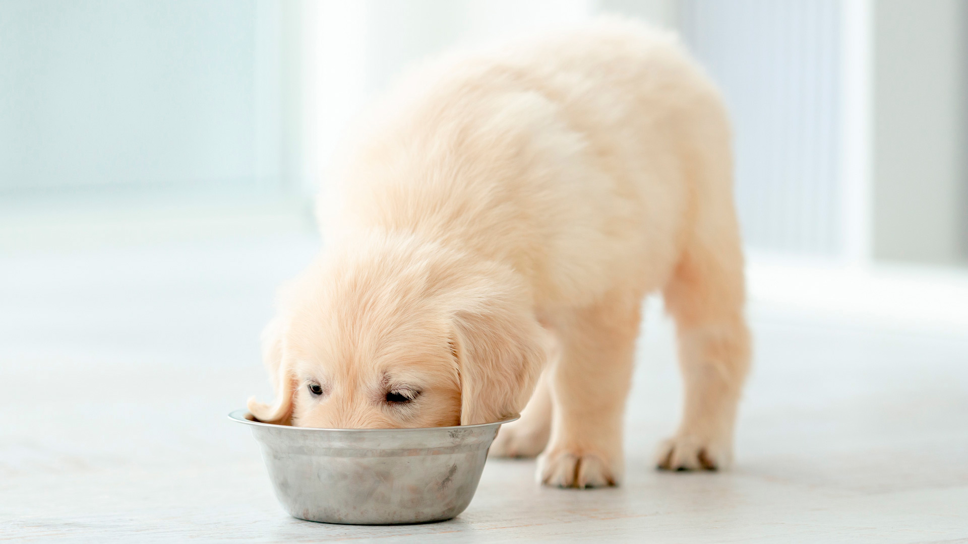 Valkoinen koiranpentu syö koirien ruokinta-asiantuntijan opastamaa ruokaa lattialla.