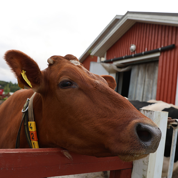 Lähikuva lehmän päästä.
