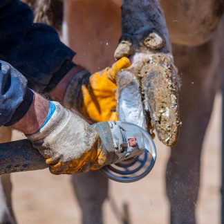 Sorkanhoidon peruskurssilla hyvinvointia lehmille. Kuvassa hoidetaan lehmän sorkkaa.