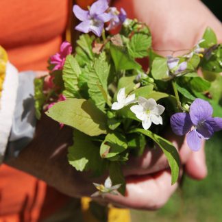 Kevätkasveja kerääjän kädessä. Keräilykortilla luonnosta ammatti.