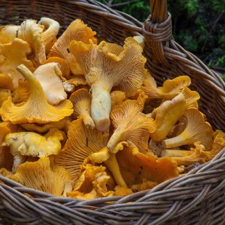 Kerääjäkortti -sienet koulutus. Kuvassa sienikori täynnä keltavahveroita.
